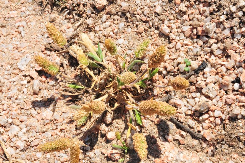 Rostraria litorea / Palo pubescente